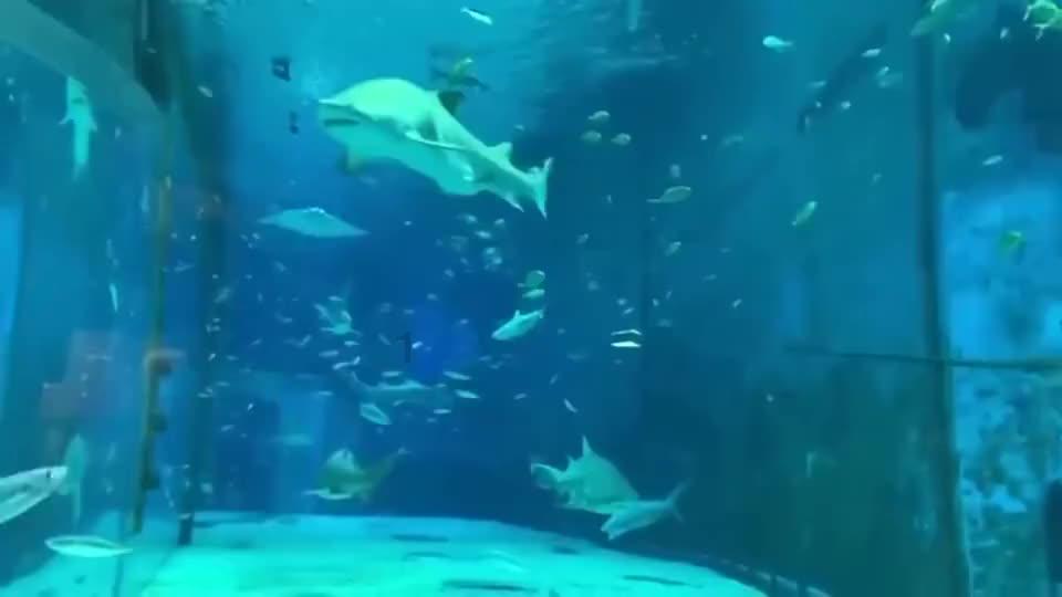 寻找萌宠松鼠